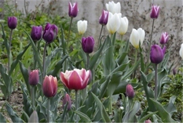 spring 2011 